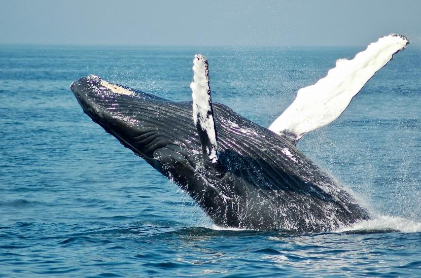 Bitcoin Whale Activity: M in BTC Moved After a Decade of Dormancy | IDOs News